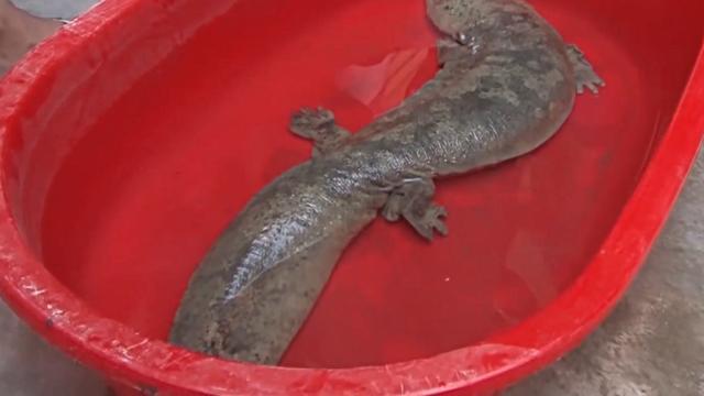 娃娃鱼与野生鱼的区别，曾千元难买1斤的娃娃鱼