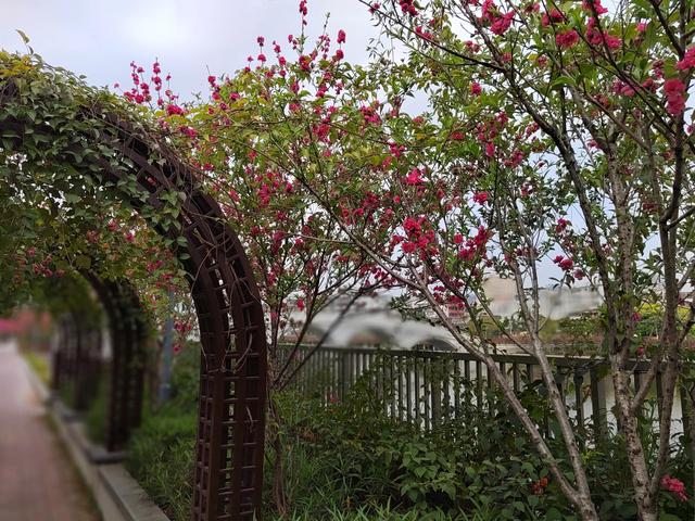 乌鸦哥绘画，阿庆哥画鸟