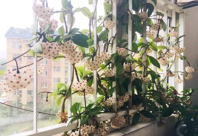 适合家里养的喜欢阳光的花，7种喜阴花