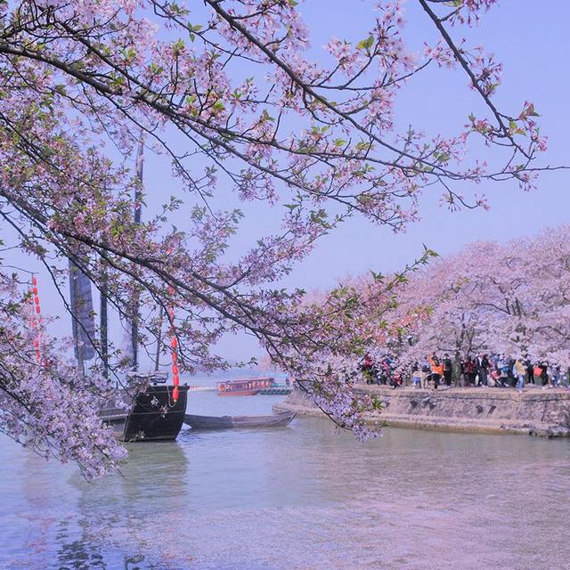 相约无锡太湖鼋头渚樱花季，赴鼋头渚来一场樱花的春日约会