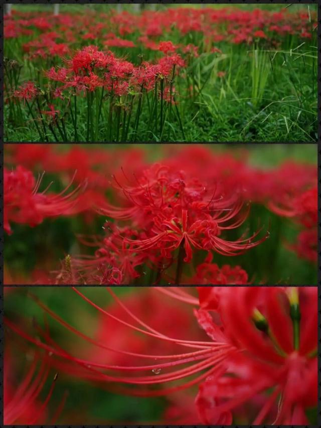 粉黛草向日葵彼岸花海...成都有多少惊喜，粉黛花海花期50天