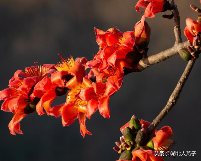 野菜的种类和图片大全，四季野菜图文大全（最美味的15种野菜）