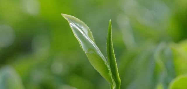 江西十大岩茶，这3款受到偏爱