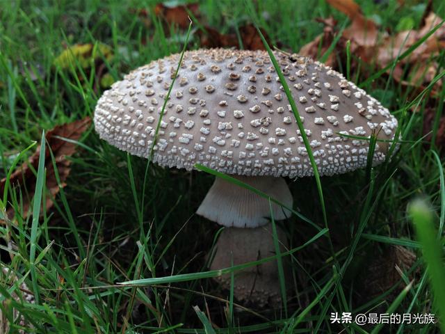 10种食用蘑菇大全，看准了别趴下教你认识十四种蘑菇及其口味