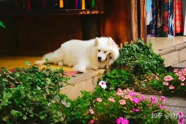 丽江古城旅游费用，丽江旅游自由行攻略及花费（想去丽江旅游的大哥们记下来,4-6月,1499玩到尽致）