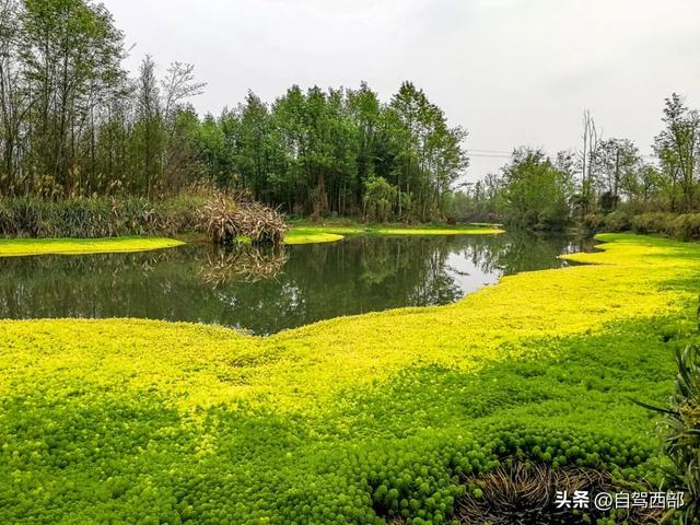 成都哪些湿地公园比较好玩，成都十大湿地公园