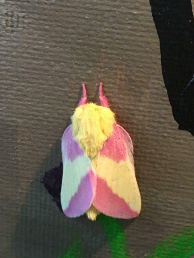 世界上十大最奇怪昆虫，花螳螂被认为是最美丽的昆虫