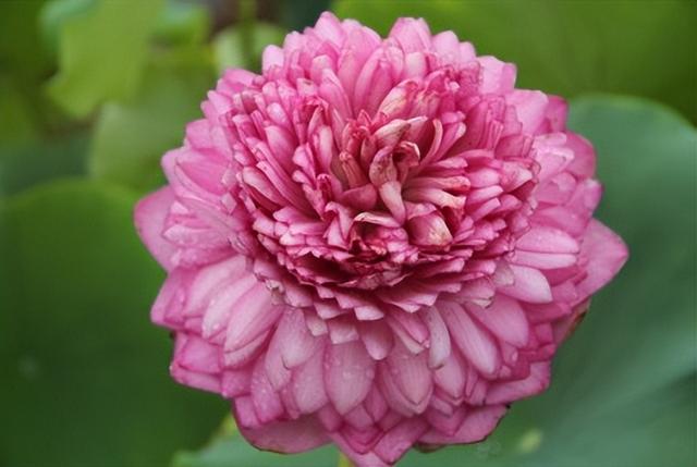 名贵荷花十大品种，最大的荷花品种排行榜