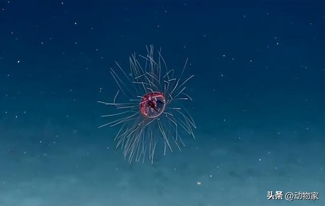 10种最奇怪的海洋生物，你绝对不曾见过的10个怪异海洋生物