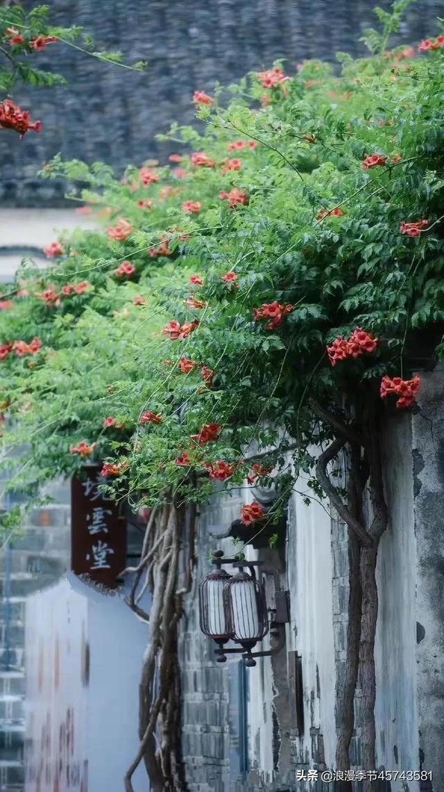 盛夏的花开散文，赏一场盛夏花事，婉约人间深情