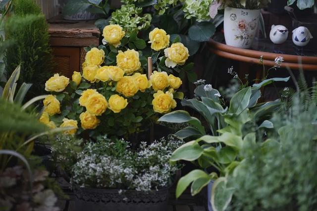 法式花园如何欣赏，海妈花园访问阳台花园满分案例