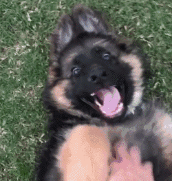 世界上最聪明的狗狗十大排名，盘点那些聪明的狗狗