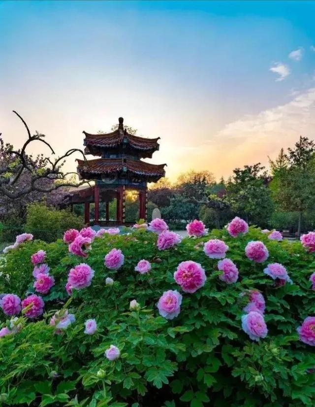 经典的冰心5句名言，冰心的经典读书名言：“读书好
