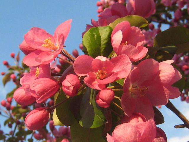 清朝妃子的等级和封号，清朝宫女等级和封号