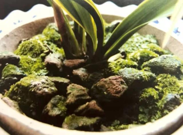 养兰花什么植料最好，这“3种”植料