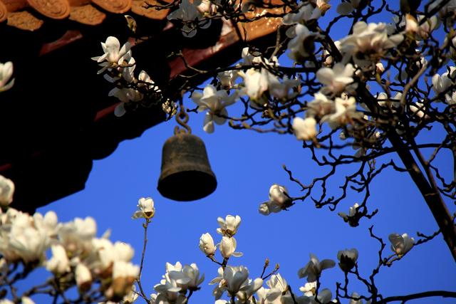 冬天的南京最美的风景，盘点南京春天最美的6个地方