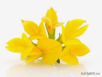插花怎么弄出漂亮花束，掌握这“三个”原则
