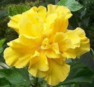 日出扶桑一丈高，朝观流水一声叹暮看高山千树摇