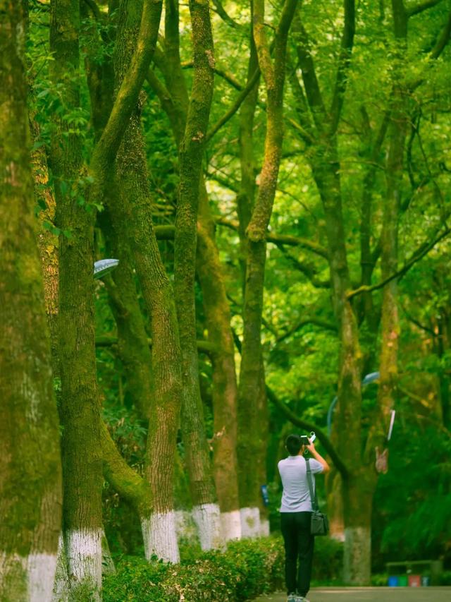 达州凤凰山景点介绍，云赏达州凤凰山