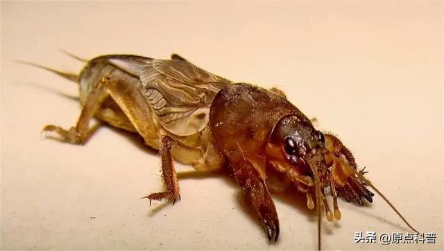 盘点童年玩过的十种昆虫，童年玩过的10种昆虫