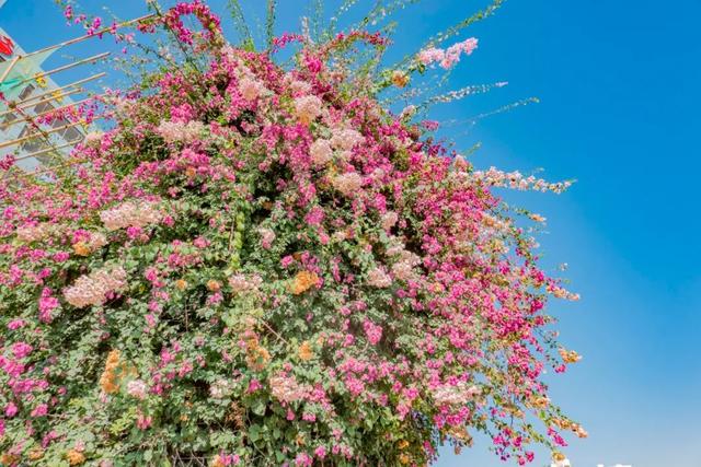 春天去哪里旅游，最适合春天去的7大旅游景点