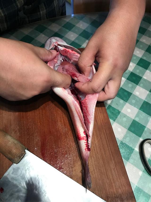 鱼的内脏解剖图，龙鱼内脏解剖图解（通体熟透、内脏掏空）