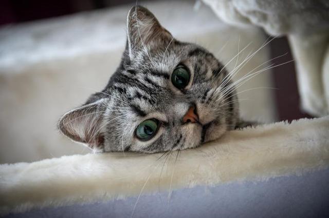 猫怕冷还是怕热，猫咪怕冷还是怕热的表现（如果您家猫有以下行为）
