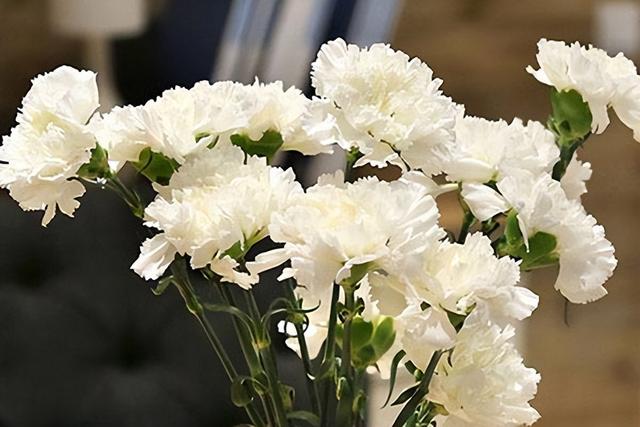 蓝色满天星图片，各种花的名称以及花语