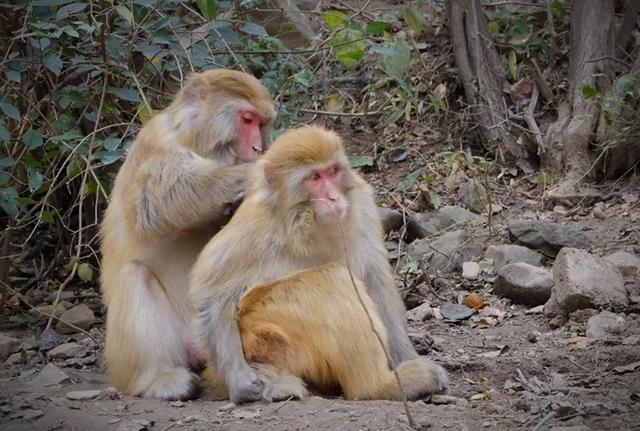 猴王争夺有多残酷，猴王争夺有多残忍
