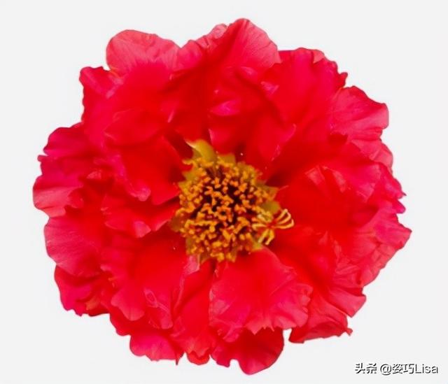 插花怎么弄出漂亮花束，掌握这“三个”原则