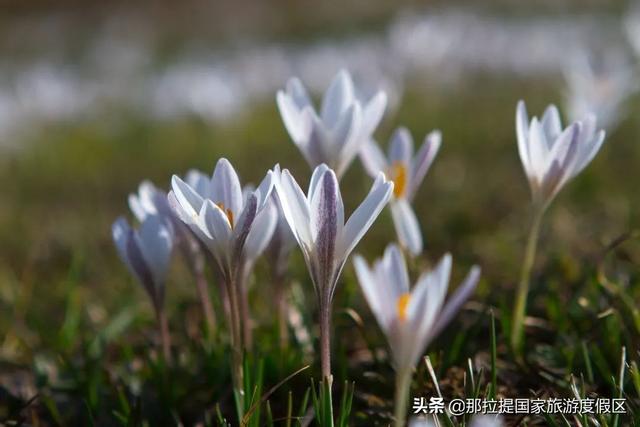 伊犁河谷最值得去的地方，伊犁河谷赏花攻略