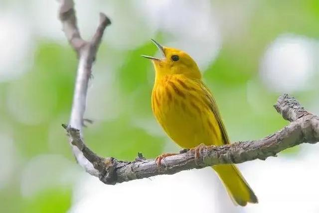 常用对联25对，天下智慧写在这25副对联里