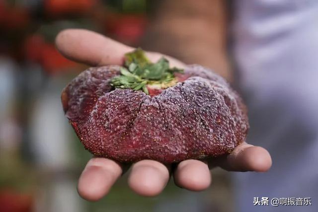 水性杨花是什么花，水性杨花指什么植物（千万朵白色小花铺满湖面）