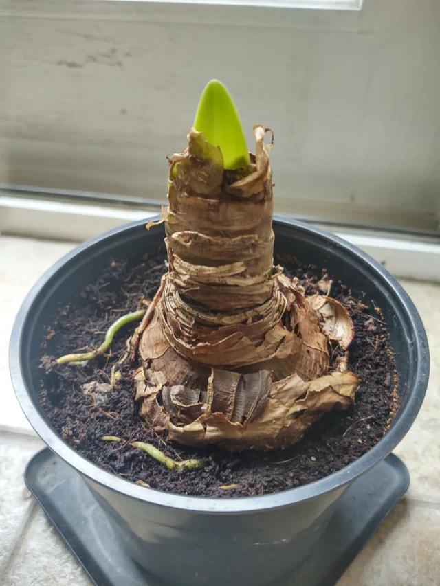 朱顶红花盆栽花期管理，让盆栽朱顶红每年冬春时节重复开花