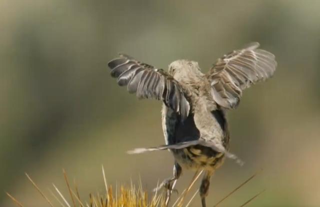 沙漠里有哪些植物，沙漠中的常见植物（推荐6款盆栽沙漠植物）