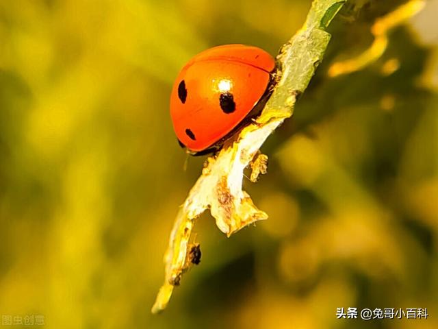 寿命最长的甲虫，最强昆虫（甲虫家族（扛过漫长岁月却败在“人类之手”）