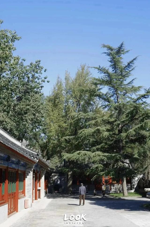 北京周末好去处市区，周末打卡好去处-白塔寺