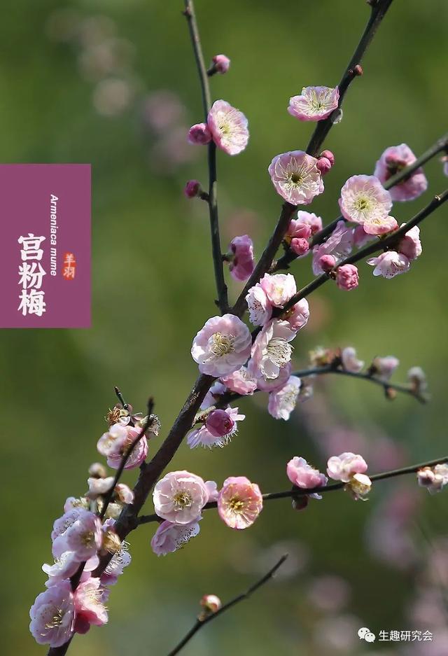 什么梅花品种好，梅花哪个品种比较好看