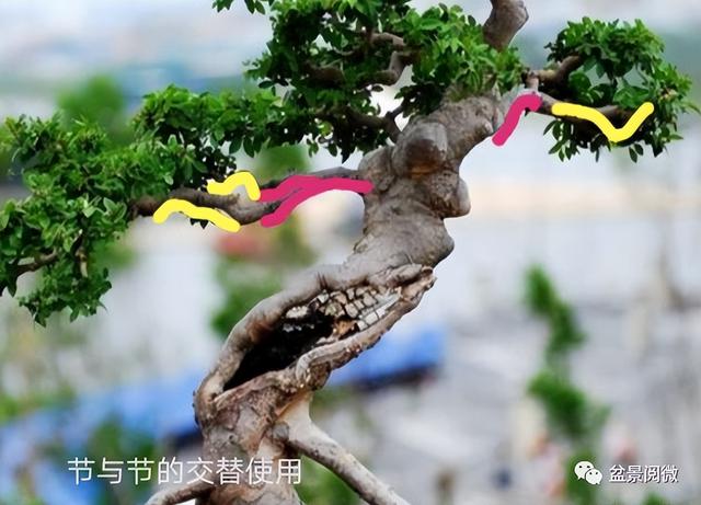 盆景怎么造型最好看，全看造型“佳不佳”