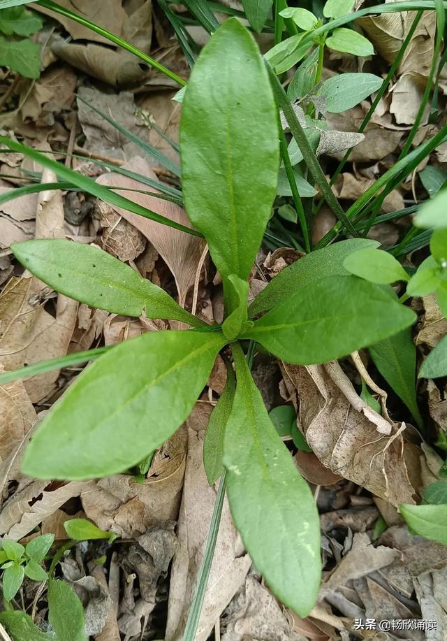 这么多野菜你认识几种，比韭菜还鲜嫩