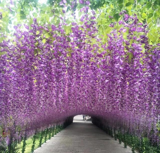 农村常见的花，凌巧分享篇41——这15种生活中常见的野花