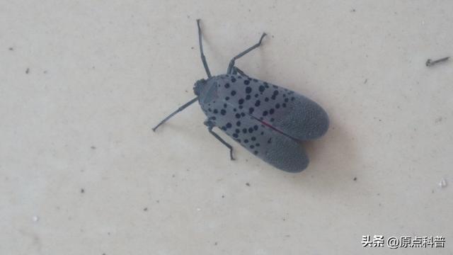 盘点童年玩过的十种昆虫，童年玩过的10种昆虫