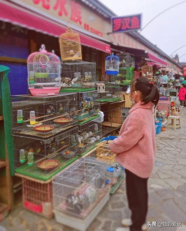 济南花鸟市场哪个最好，济南花鸟鱼虫市场大盘点