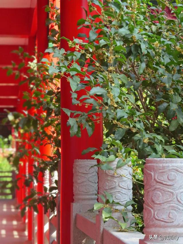 南京初秋7个赏桂花打卡地，南京赏桂花