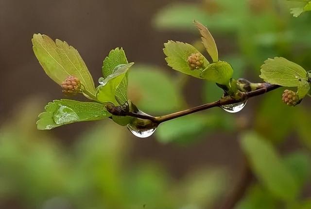 怎样理解春雨贵如油，春雨贵如油农谚也有