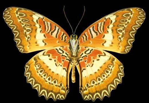 世界八大名贵蝴蝶，世界十大名贵蝴蝶