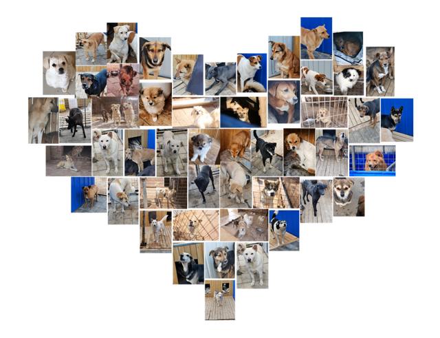 流浪动物救助站，流浪动物救助站统计（爱心人士反映四川江油流浪动物救助站动物生存环境恶劣）