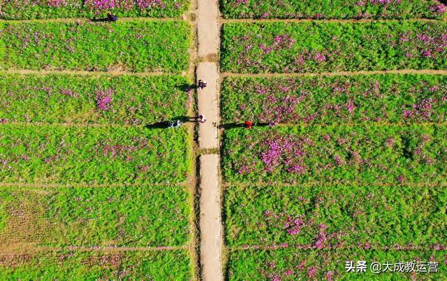 江南公园黄花风铃木陆续绽放，品悟江南 ， 醉看江南风铃美