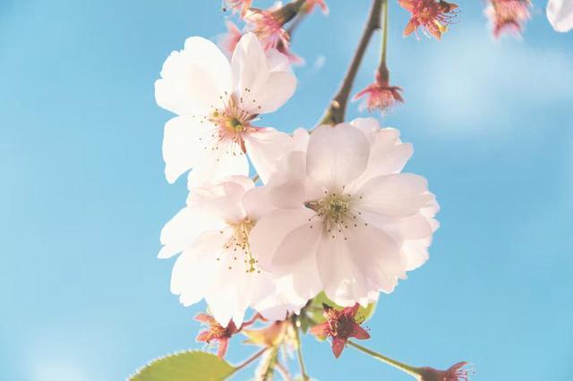 在异性之间是否有纯友谊，异性之间的纯友谊
