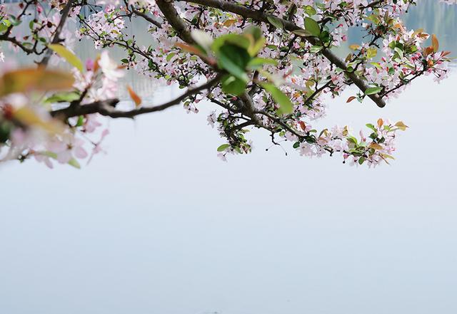 成都看樱花去哪里，樱花开了，成都多地可免费赏花